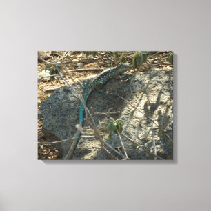 Aruban Whiptail Lizard Tropical Animal Photography Canvas Print
