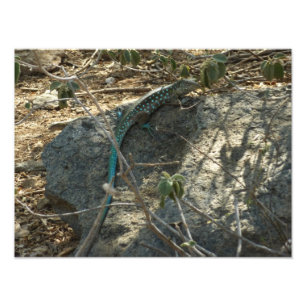 Aruban Whiptail Lizard Tropical Animal Photography Photo Print