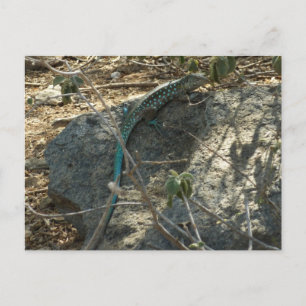 Aruban Whiptail Lizard Tropical Animal Photography Postcard