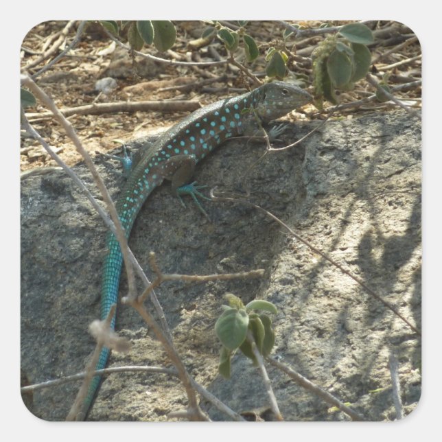Aruban Whiptail Lizard Tropical Animal Photography Square Sticker (Front)