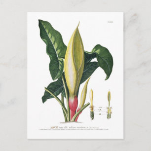 Arum lily postcard