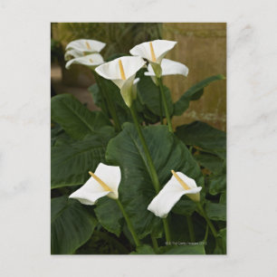 Arum or calla lilies, Zantedeschia aethiopica, Postcard