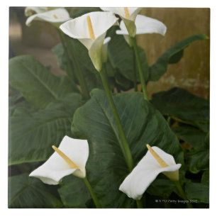 Arum or calla lilies, Zantedeschia aethiopica, Tile