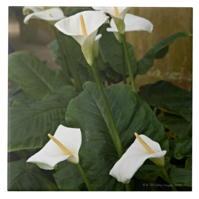 Arum or calla lilies, Zantedeschia aethiopica, Tile (Front)