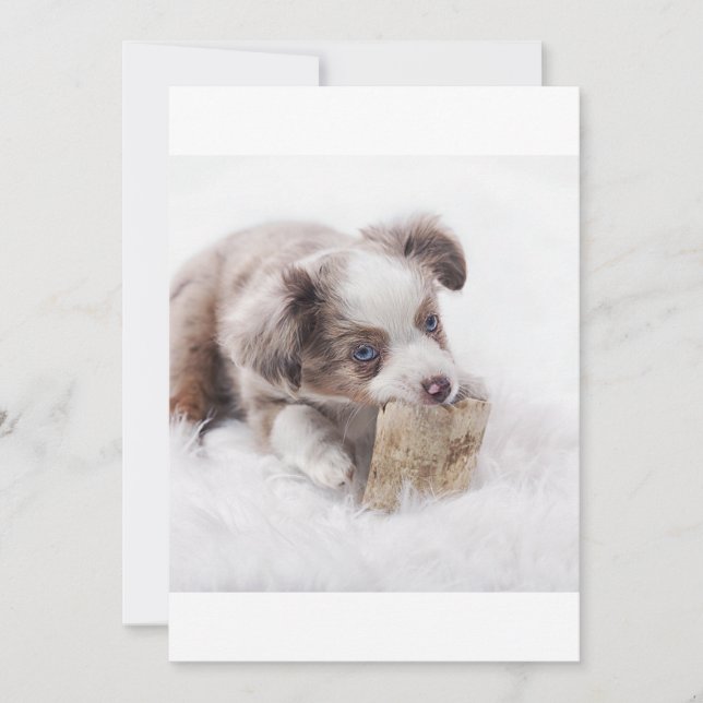 AS red merle puppy (Front)