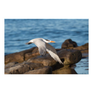 As the Tern Flies Photo Print