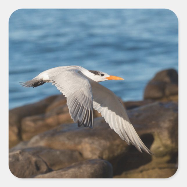 As the Tern flies Square Sticker (Front)