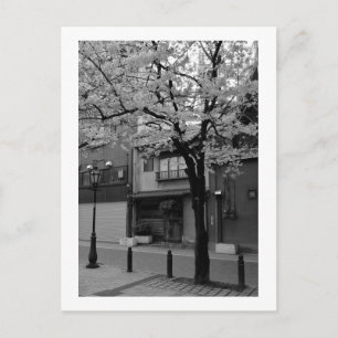 Asakusa in Spring: Tokyo, Japan Postcard