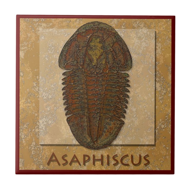 Asaphiscus Fossil Trilobite Tile (Front)