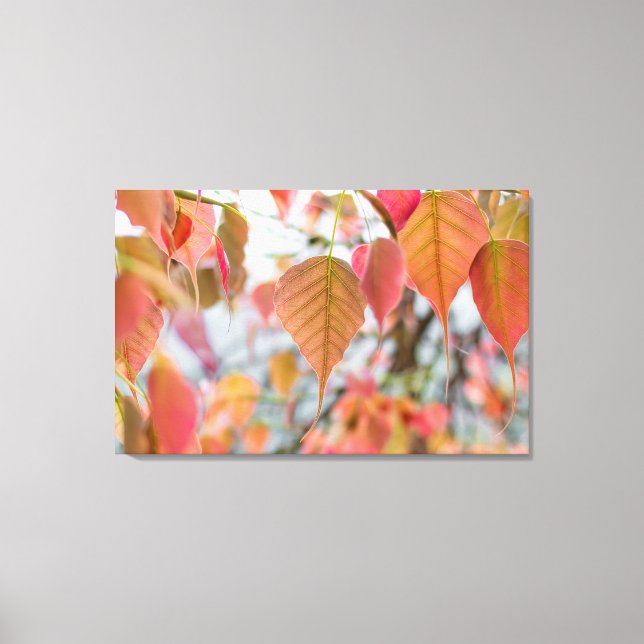 Asathu Plant Baby Leaves Load buddha Canvas Print (Front)