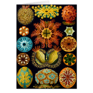 Ascidiacea (Sea Squirts), Ernst Haeckel Fine Art