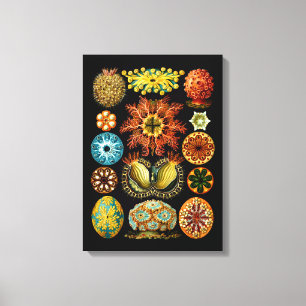 Ascidiacea (Sea Squirts), Ernst Haeckel Fine Art Canvas Print