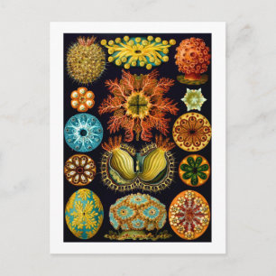 Ascidiacea (Sea Squirts), Ernst Haeckel Fine Art Postcard