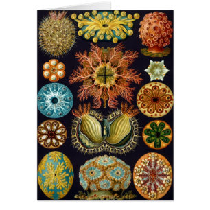 Ascidiae by Ernst Haeckel, Vintage Marine Animals