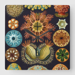 Ascidiae by Ernst Haeckel, Vintage Marine Animals Square Wall Clock