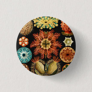 Ascidiae, Seescheiden Marine Life by Ernst Haeckel 3 Cm Round Badge