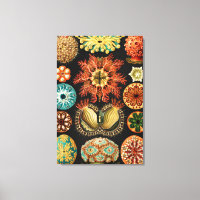 Ascidiae, Seescheiden Marine Life by Ernst Haeckel