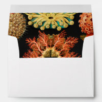 Ascidiae, Seescheiden Marine Life by Ernst Haeckel