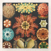 Ascidiae, Seescheiden Marine Life by Ernst Haeckel