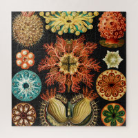 Ascidiae, Seescheiden Marine Life by Ernst Haeckel
