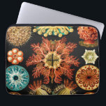 Ascidiae, Seescheiden Marine Life by Ernst Haeckel Laptop Sleeve<br><div class="desc">Ascidiae,  Seescheiden Marine Life by Ernst Haeckel</div>