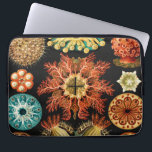 Ascidiae, Seescheiden Marine Life by Ernst Haeckel Laptop Sleeve<br><div class="desc">Ascidiae,  Seescheiden Marine Life by Ernst Haeckel</div>