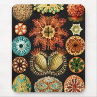 Ascidiae, Seescheiden Marine Life by Ernst Haeckel
