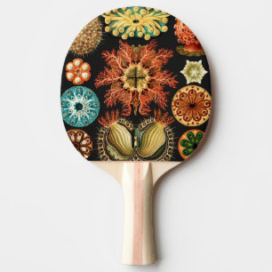 Ascidiae, Seescheiden Marine Life by Ernst Haeckel Ping Pong Paddle