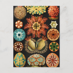 Ascidiae, Seescheiden Marine Life by Ernst Haeckel Postcard