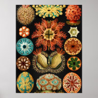 Ascidiae, Seescheiden Marine Life by Ernst Haeckel