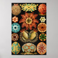 Ascidiae, Seescheiden Marine Life by Ernst Haeckel