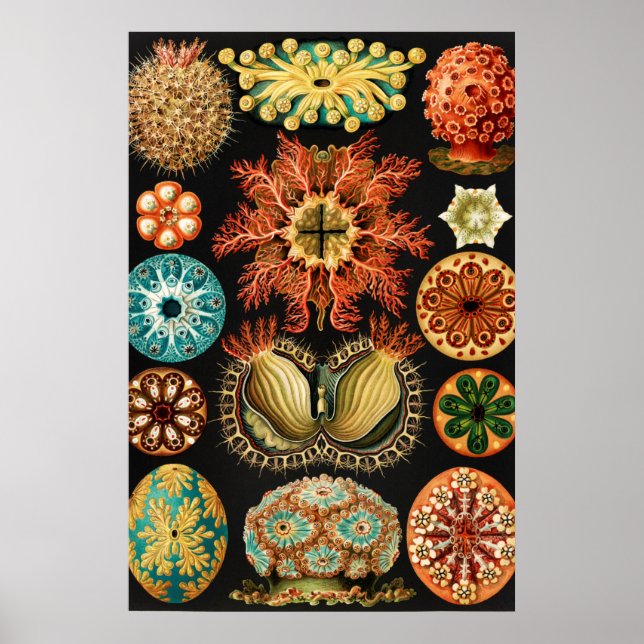 Ascidiae, Seescheiden Marine Life by Ernst Haeckel Poster (Front)