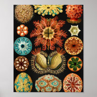 Ascidiae, Seescheiden Marine Life by Ernst Haeckel