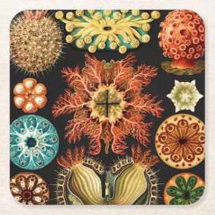 Ascidiae, Seescheiden Marine Life by Ernst Haeckel Square Paper Coaster