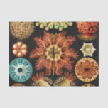 Ascidiae, Seescheiden Marine Life by Ernst Haeckel Tissue Paper<br><div class="desc">Ascidiae,  Seescheiden Marine Life by Ernst Haeckel</div>