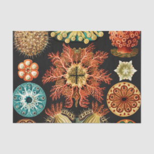 Ascidiae, Seescheiden Marine Life by Ernst Haeckel Tissue Paper