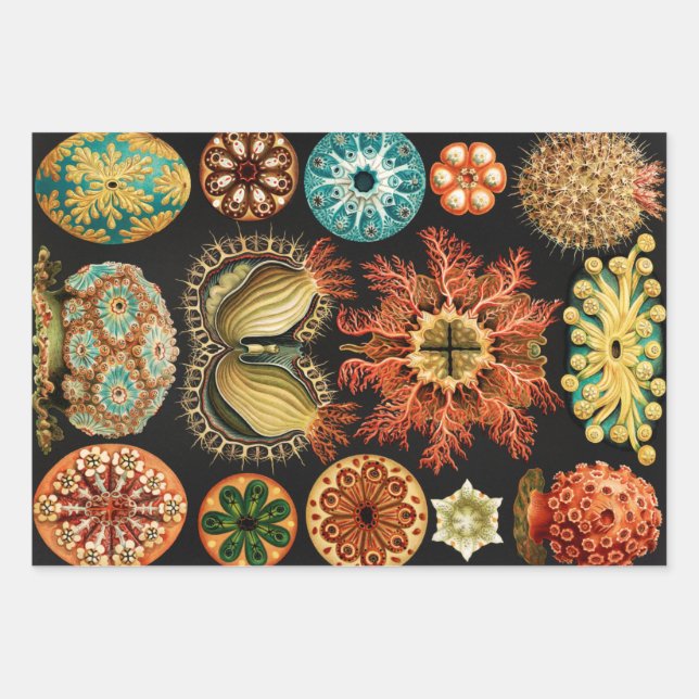Ascidiae, Seescheiden Marine Life by Ernst Haeckel Wrapping Paper Sheet (Front)
