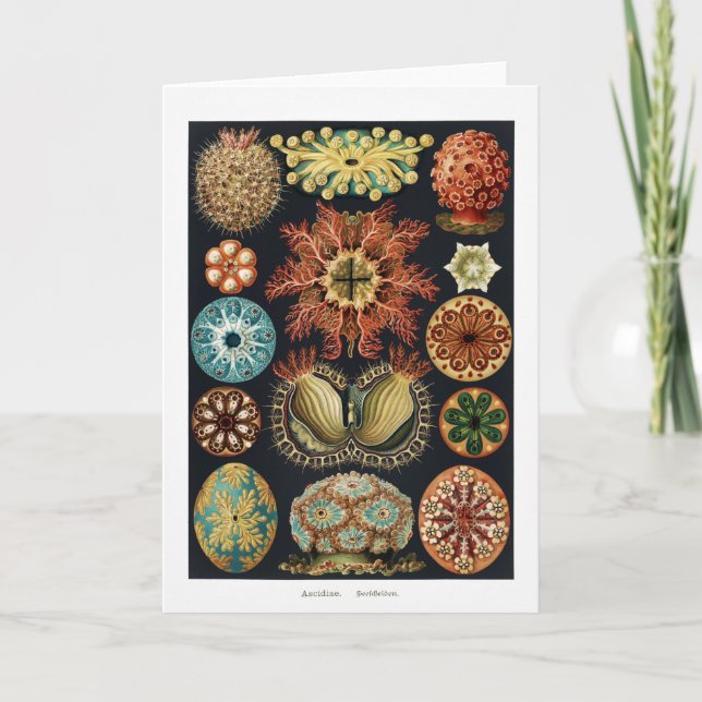 Ascidiae Starfish Sea Urchin Vintage Poster Card (Front)