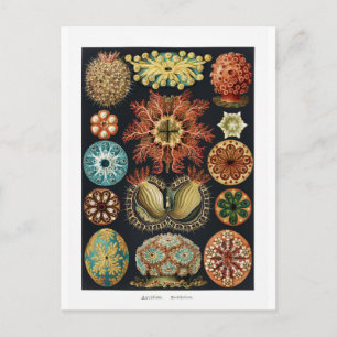 Ascidiae Starfish Sea Urchin Vintage Poster Postcard