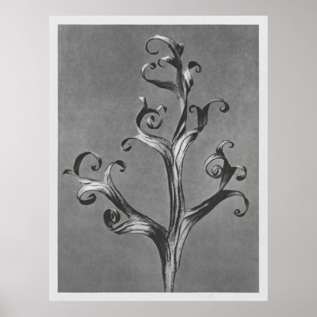 Asclepias Syriaca (Common Milkweed) enlarged 18 ti Poster (Front)