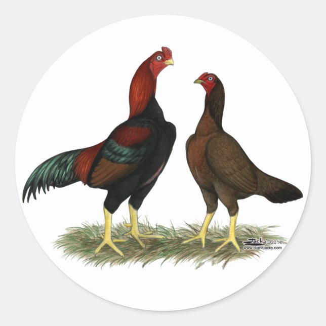 Aseel Black Red Chickens Classic Round Sticker (Front)
