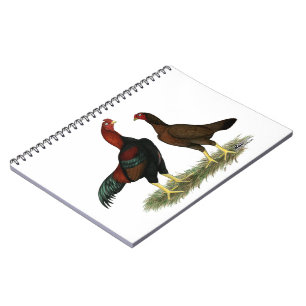 Aseel Black Red Chickens Notebook