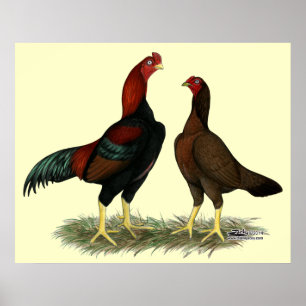 Aseel Black Red Chickens Poster
