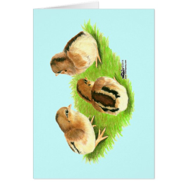 Aseel Black Red Chicks (Front)