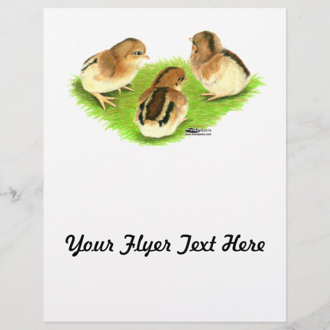 Aseel Black Red Chicks Flyer (Front)