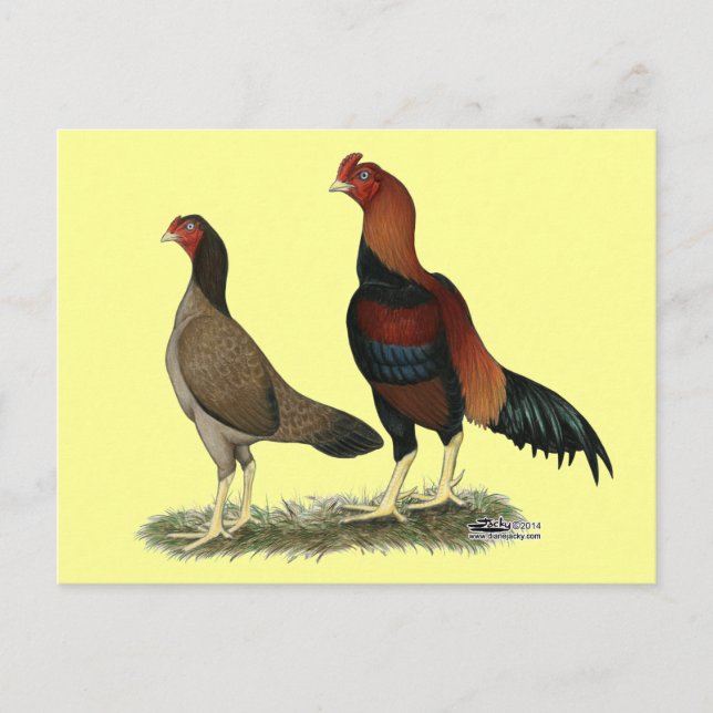 Aseel Wheaten Chickens Postcard (Front)