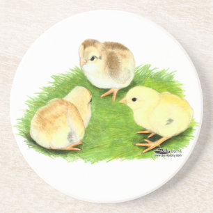 Aseel Wheaten Chicks Coaster