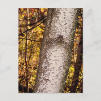 ash tree postcard
