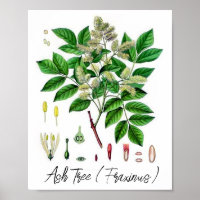 Ash Tree Vintage Botanical Illustration