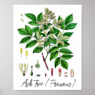Ash Tree Vintage Botanical Illustration  Poster